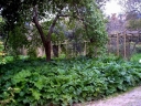rośliny ogrodowe - Akant miękki białoróżowy - nasiona 2,5 g  Acanthus mollis