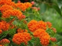 rośliny ogrodowe - Trojeść bulwiasta pomarańczowa - 20 szt. nasion Asclepias tuberoza