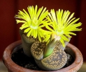 sadzonki - Żywe kamienie Lithops -  mieszanka 50 nasion