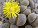 sadzonki - Żywe kamienie Lithops -  mieszanka 50 nasion