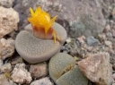 sadzonki - Żywe kamienie Lithops -  mieszanka 50 nasion