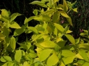 sklep ogrodniczy - Jaśminowiec wonny AUREUS Philadelphus coronarius C3/20-30cm *K12