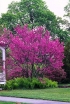 sadzonki -  Judaszowiec chiński odm. Avondale (Cercis chinensis) C4/40-60cm *T14