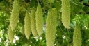rośliny ogrodowe - Balsamka ogórkowata - 2 g nasion Przepękla ogórkowata Momordica charantia