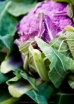 sklep ogrodniczy - Kalafior di sicilia violetto - 1 g nasion