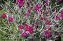 rośliny ogrodowe -  Firletka wieńcowa KARMINOWA - nasiona 0,2 g - Lychnis coronaria