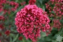 rośliny ogrodowe -  Kentrantus - Ostrogowiec czerwony - nasiona - 0,1 g Centranthus ruber