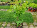 rośliny ozdobne - Judaszowiec chiński odm. Avondale (Cercis chinensis) C4/40-60cm *T14