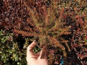 rośliny ogrodowe - Bażyna czarna (Empetrum nigrum) /P9 *K17