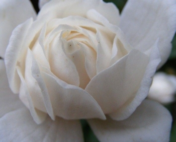 rośliny ozdobne - Magnolia x loebneri WILDCAT C5/60-80cm *T44