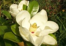 sklep ogrodniczy - Magnolia grandiflora EDITH BOGUE Zimozielona wielkokwiatowa C5/30cm