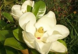 rośliny ogrodowe - Magnolia grandiflora EDITH BOGUE Zimozielona wielkokwiatowa C5/30cm