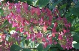 sadzonki - Hortensja rubinowa RUBY ANGEL'S BLUSH Hydrangea paniculata /C10