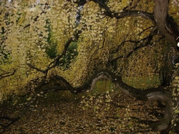 rośliny ogrodowe - Grujecznik płaczący AMAZING GRACE Cercidyphyllum japonicum Weeping Katsura C3/60-80cm