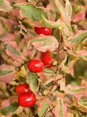 rośliny ogrodowe - Dereń jadalny KASANLAK Cornus mas C3/50cm