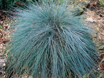 rośliny ogrodowe - Kostrzewa popielata Intense Blue (Festuca glauca) P11