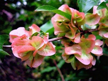 sklep ogrodniczy - Dwutarczka kwiecista (Dipelta floribunda) C2/30-40m *11