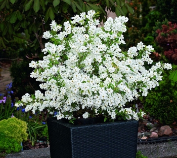 sklep ogrodniczy - Obiela wielkokwiatowa Niagara® (Exochorda racemosa Pearl Busha) C5/30-50cm
