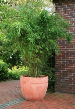 rośliny ogrodowe - Bambus Fargesia murielae Selection