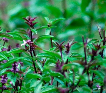 rośliny ogrodowe - Bazylia właściwa mieszanka odmian - nasiona 0,5 g Ocimum basilicum