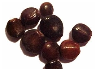 sadzonki - Japońskie Drzewo Rodzynkowe Howenia słodka Hovenia dulcis C6/100cm *TD