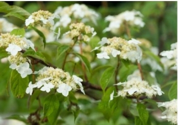 sklep ogrodniczy - Hortensja miękkowłosa BRETSCHNEIDERI Hydrangea heteromalla