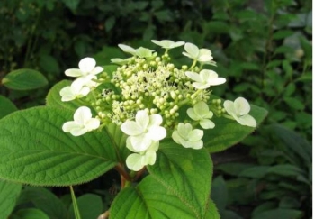sadzonki - Hortensja miękkowłosa GIDIE Hydrangea heteromalla C3/40cm
