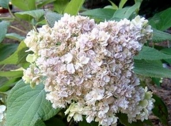 sklep ogrodniczy - Hortensja otulona 'HORTENSIS' Hydrangea involucrata C5/20-30cm