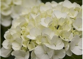 rośliny ozdobne - Hortensja bukietowa WHITE DIAMONDS Hydrangea paniculata 'HYPMAD I'