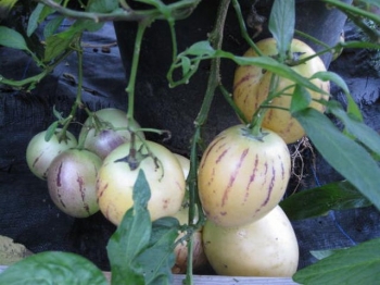 sklep ogrodniczy - Pepino - (Solanum muricatum) - nasiona - 0,01 g