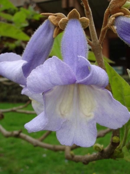 rośliny ogrodowe - Paulownia Tomentosa - nasiona 50 szt  - zwana cesarskim drzewkiem szczęścia