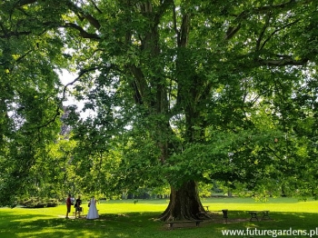 sadzonki - Platan klonolistny - nasiona - 50 szt  Platanus acerifolia  syn. Platanus x hispanica