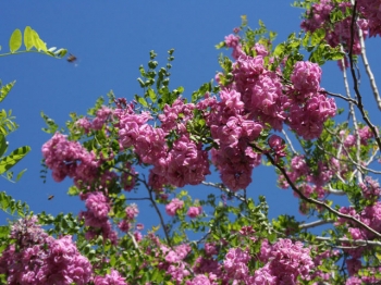sklep ogrodniczy - Robinia włochata - Robinia fertilis - nasiona- 20 szt