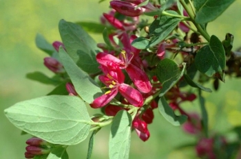 sklep ogrodniczy - Suchodrzew tatarski Arnold Red - nasiona - 50 szt  Lonicera tatarica Arnold Red