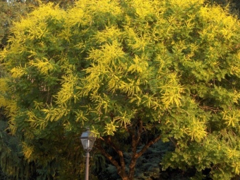 sklep ogrodniczy - Mydleniec wiechowaty - nasiona - 5 szt  (in. Roztrzeplin  Koelreuteria paniculata)