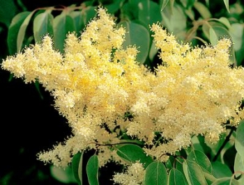sklep ogrodniczy - Lilak amurski - nasiona - 10 szt  Syringa amuriensis