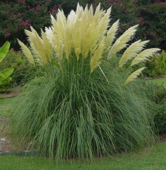 rośliny ozdobne - Trawa pampasowa biała  - nasiona 50 szt Cortaderia selloana White