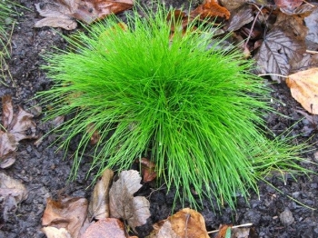 rośliny ogrodowe - Kostrzewa Golden Toupee Festuca glauca /P12