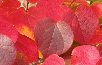 sklep ogrodniczy - Dwukwiat judaszolistny Disanthus cercidifolius 30cm/bryła