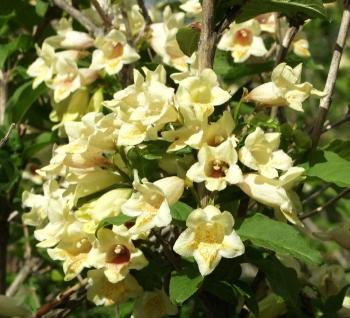 sklep ogrodniczy - Krzewuszka  Midendorfiana (Weigela middendorfiana) C3/30cm