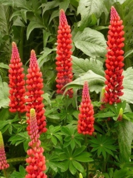 rośliny ozdobne - Łubin trwały My Castle - nasiona - 2,0 g (Lupinus polyphyllus)