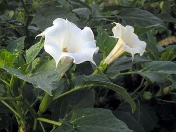 sklep ogrodniczy - Bieluń surmikwiat - nasiona - 0,5 g (Datura metel)