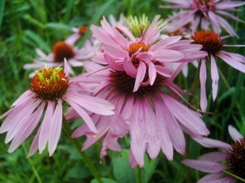 rośliny ogrodowe - Jeżówka purpurowa DOPPELDECKER (Echinacea purpurea)