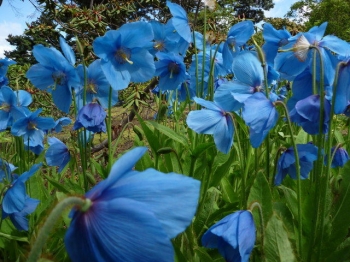 rośliny ogrodowe - Mekonops bukwicolistny LINGHOLM  (Meconopsis betonicifolia syn. Meconopsis baileyi)