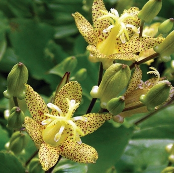 rośliny ozdobne - Tricyrtis latifolia żółta (Trójsklepka szerokolistna) *8
