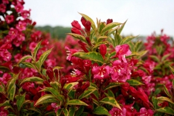 rośliny ogrodowe - Krzewuszka Brigela PBR French Lace (Weigela florida Brigela)