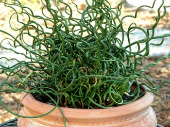 rośliny ogrodowe - Sit spiralny SPIRALIS (Juncus filiformis) /P13 *7F