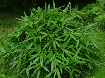 sklep ogrodniczy - Bambus ogrodowy jadalny SASA tsuboiana C3