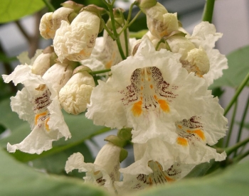 rośliny ogrodowe - Catalpa ovata Surmia żółtokwiatowa Katalpa C10/1,4-1,6m *6