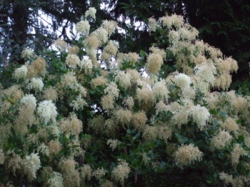 sadzonki - Pełnokrężnik wielobarwny Holodiscus discolor var. arifolius nasiona 20szt